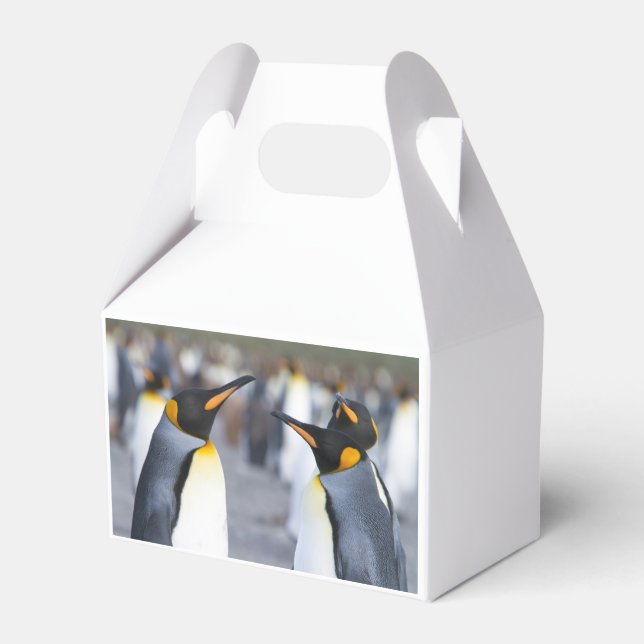 Kung Penguins Presentaskar (Baksidan Sidan)