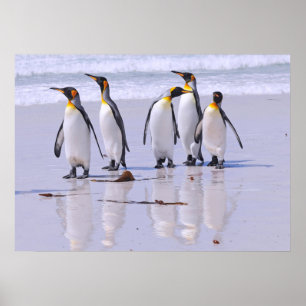 Kung Penguins vid Beach Poster