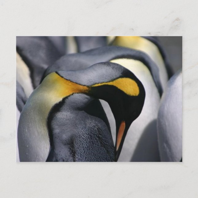 Kung Penguins - vykort (Framsida)