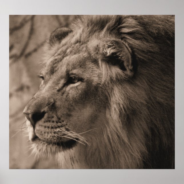 Kung Poster (Framsidan)