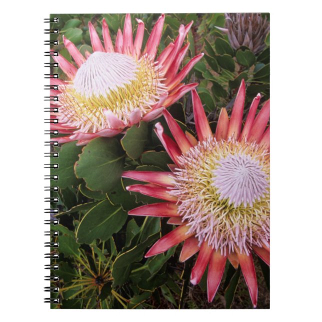 Kung Protea (Protea Cynaroides), Helderberg Anteckningsbok Med Spiral (Framsidan)