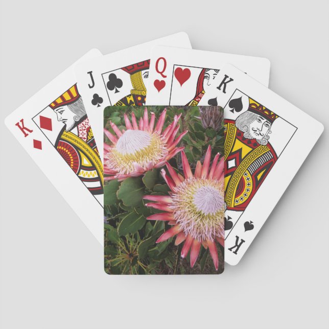 Kung Protea (Protea Cynaroides), Helderberg Casinokort (Baksidan)