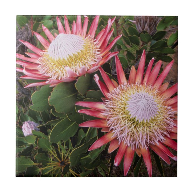 Kung Protea (Protea Cynaroides), Helderberg Kakelplatta (Framsidan)