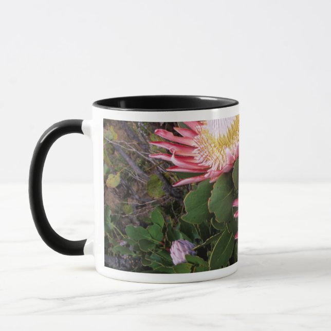 Kung Protea (Protea Cynaroides), Helderberg Mugg (Vänster)