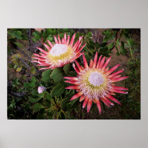 Kung Protea (Protea Cynaroides), Helderberg Poster