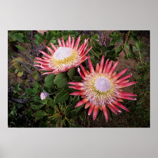 Kung Protea (Protea Cynaroides), Helderberg Poster (Framsidan)