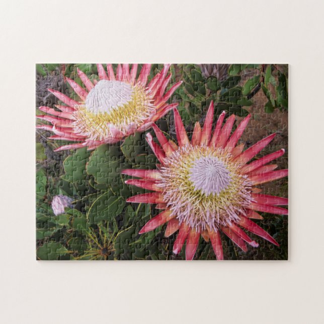 Kung Protea (Protea Cynaroides), Helderberg Pussel (Horisontell)