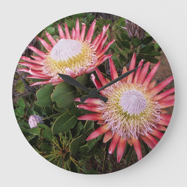 Kung Protea (Protea Cynaroides), Helderberg Stor Klocka (Framsida)