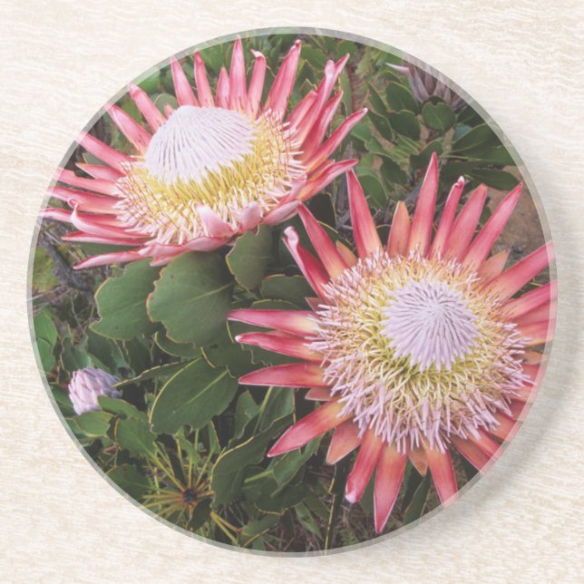 Kung Protea (Protea Cynaroides), Helderberg Underlägg (Framsidan)