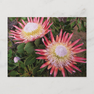 Kung Protea (Protea Cynaroides), Helderberg Vykort