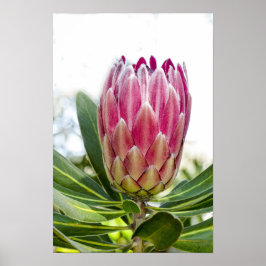 Kung Protea Rosa Poster Skriv ut