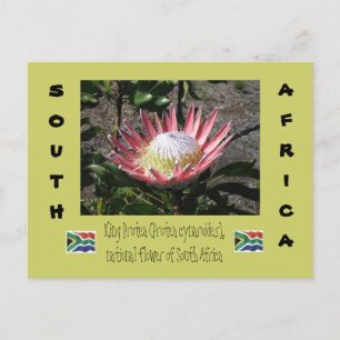 Kung Protea Vykort
