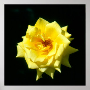 Kung Ransom, hybrid- tea steg Poster