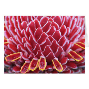 Kung Torch Ginger Hälsningskort