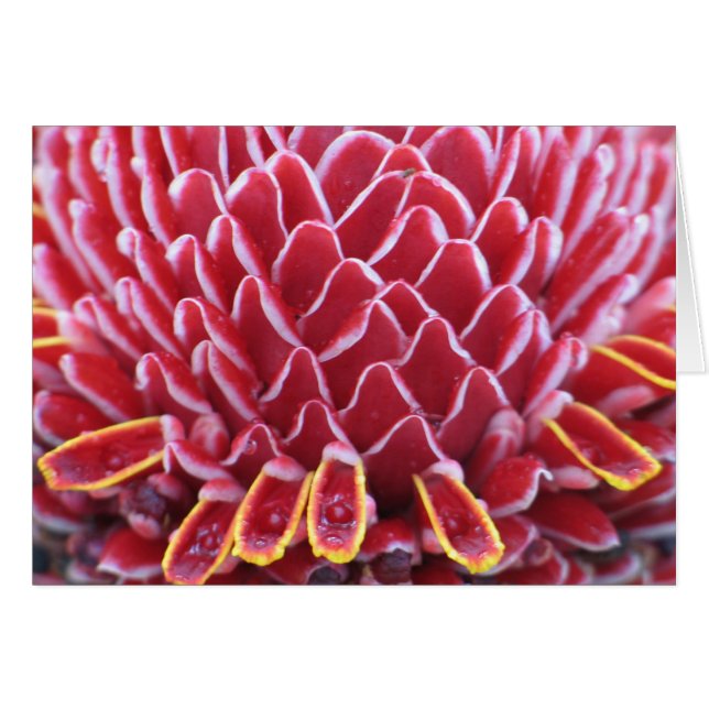 Kung Torch Ginger Hälsningskort (Framsidan Horizontal)