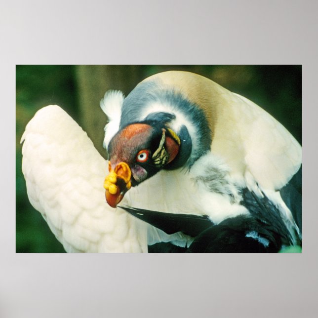 Kung Vculture Bird Poster (Framsidan)
