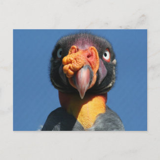 Kung Vculture Ugly Bird Postcard Vykort