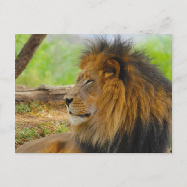 Kung Vykort (Framsida)