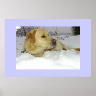 Kungen i snön - Labrador vinterplats Poster