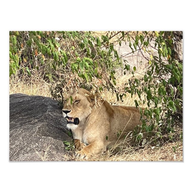 Kungens Varning – Afrikansk Lejon Fototryck (Framsidan)