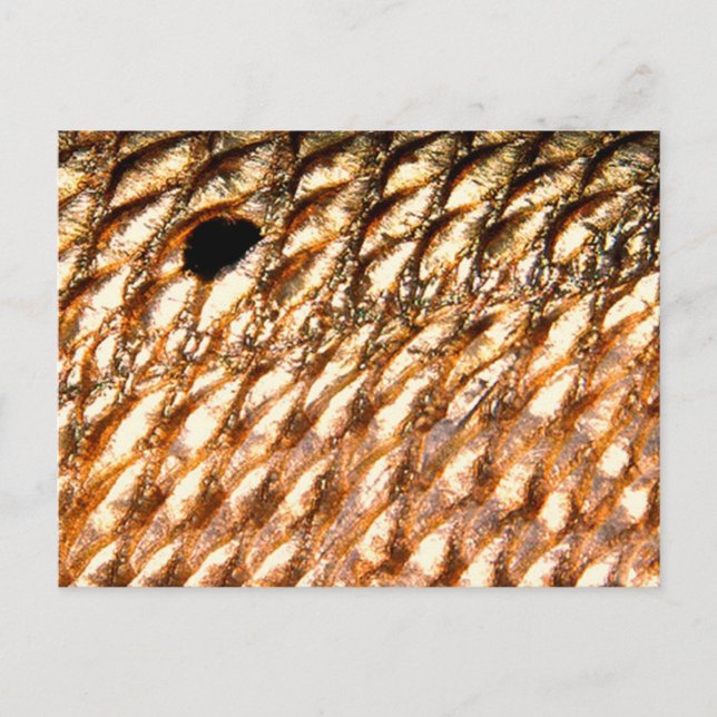 "Kungfisk" - Röd rom av PatternWear© Vykort (Framsida)