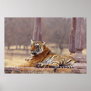 Kunglig Bengal tiger på ceaphen, Poster