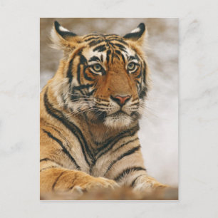 Kunglig Bengal tiger på stenen, Ranthambhor Vykort