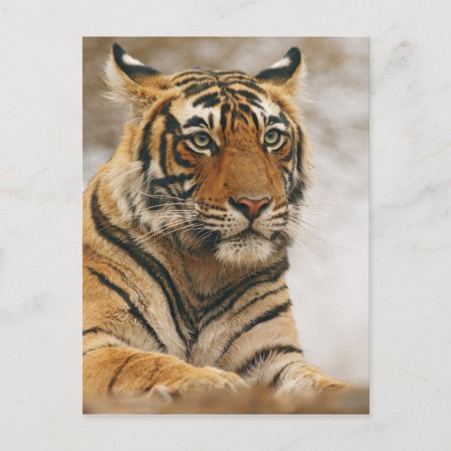 Kunglig Bengal tiger på stenen, Ranthambhor Vykort (Framsida)