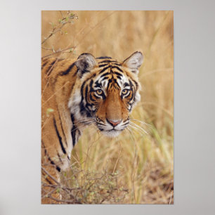 Kunglig Bengal tiger som håller ögonen på från Poster