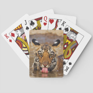 Kunglig Bengal tigerunge, dricksvatten Spel Kort