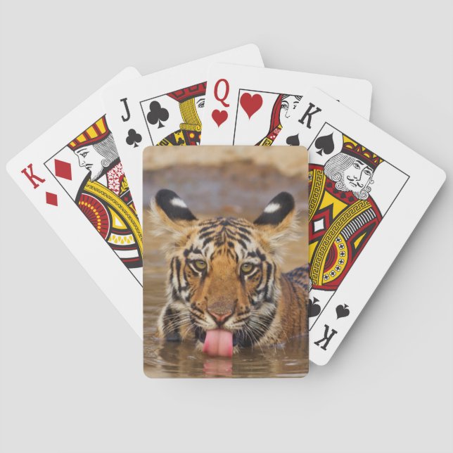 Kunglig Bengal tigerunge, dricksvatten Spel Kort (Baksidan)