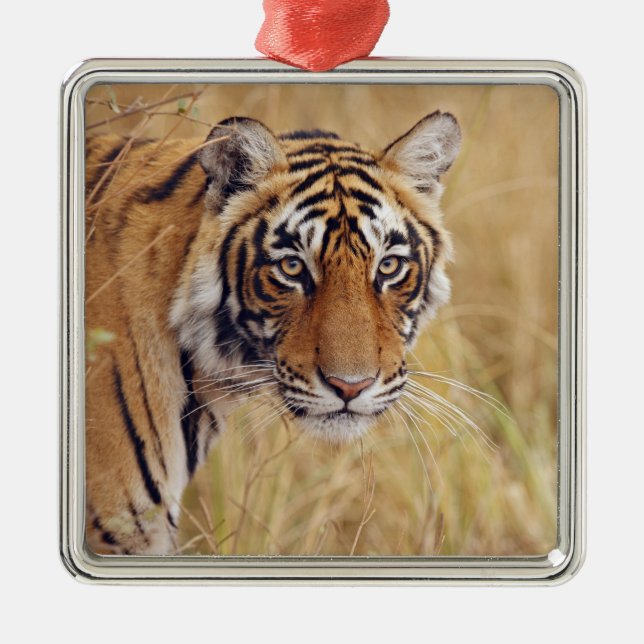 Kunglig Bengalisk Tiger Julgransprydnad Metall (Framsidan)