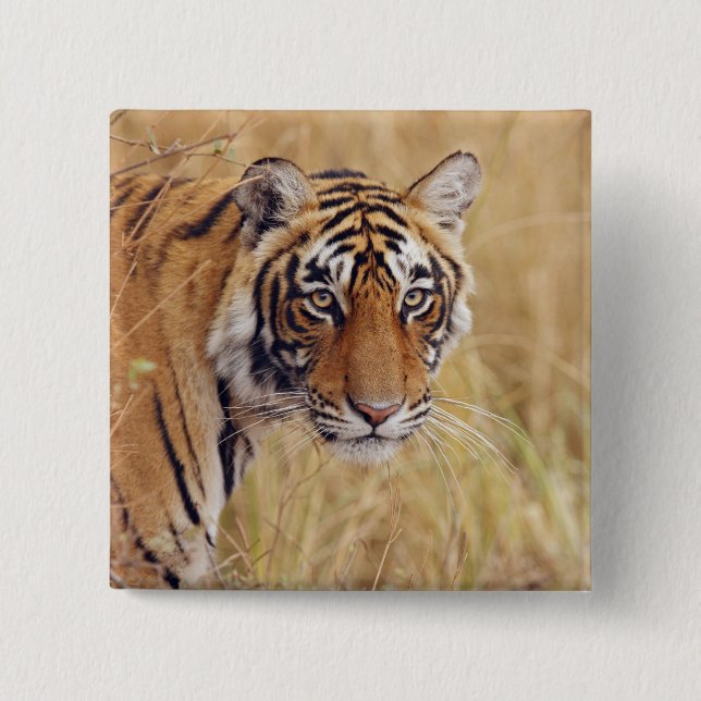 Kunglig Bengalisk Tiger Knapp (Framsida)