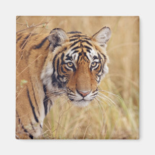 Kunglig Bengalisk Tiger Magnet