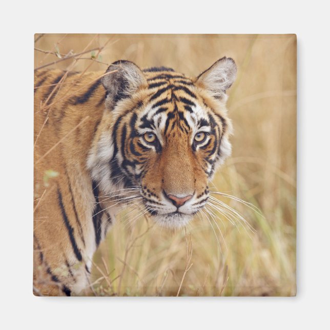 Kunglig Bengalisk Tiger Magnet (Framsidan)
