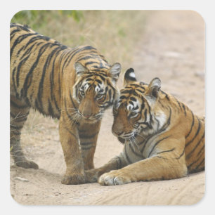 Kunglig Bengalisk Tiger och unge - Berörande framf Fyrkantigt Klistermärke
