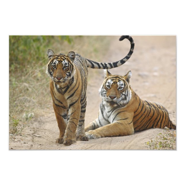 Kunglig Bengalisk tiger och unge, Ranthambhor Fototryck (Framsidan)