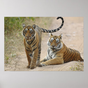 Kunglig Bengalisk Tiger och unge, Ranthambhor Poster