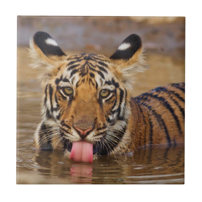 Kunglig Bengalisk Tigerunge, dricker vatten Kakelplatta (Framsidan)