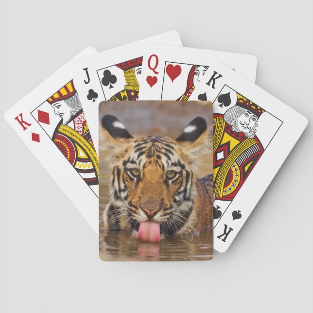 Kunglig Bengalisk tigerunge, dricker vatten Kortlek (Baksidan)