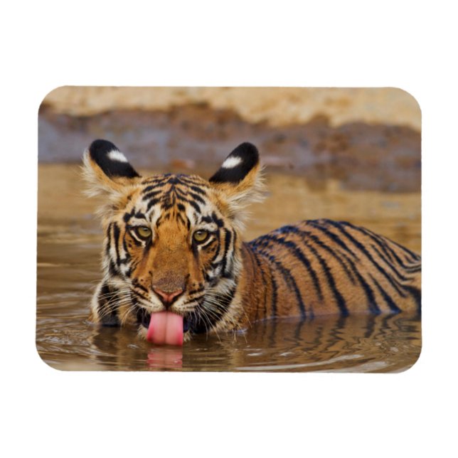 Kunglig Bengalisk tigerunge, dricker vatten Magnet (Horisontell)