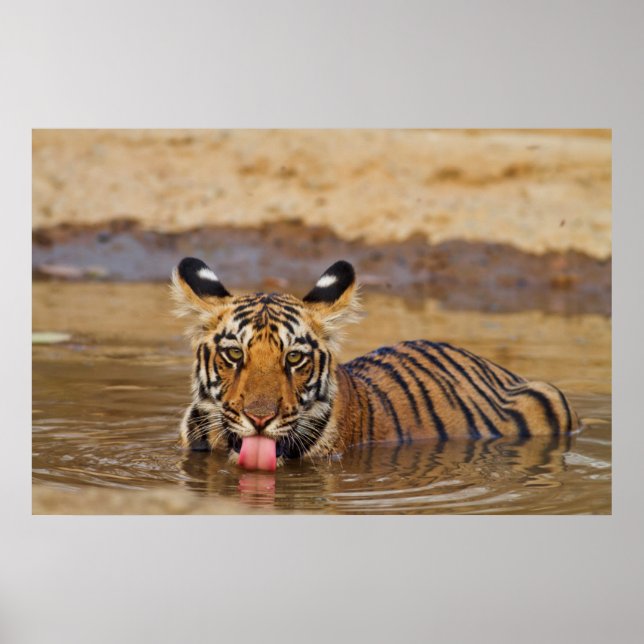 Kunglig Bengalisk Tigerunge, dricker vatten Poster (Framsidan)