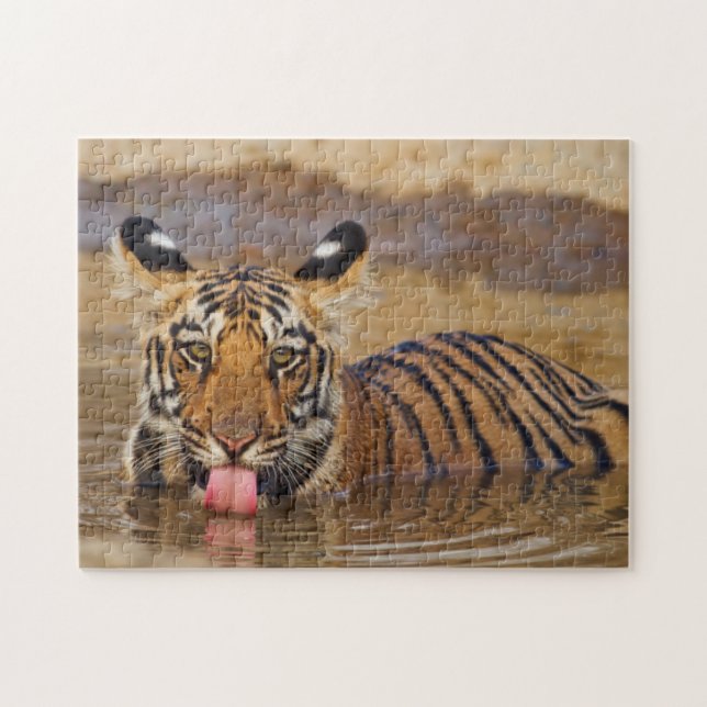 Kunglig Bengalisk tigerunge, dricker vatten Pussel (Horisontell)