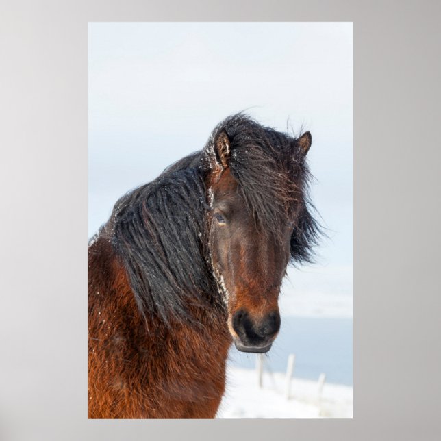 Kunglig isländsk häst närbild på huvudet poster (Framsidan)