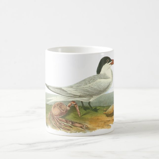 Kunglig tärna, John Audubon Kaffemugg (Center)