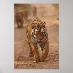 Kungliga Bengaliska Tigrar på spåret, Ranthambhor Poster