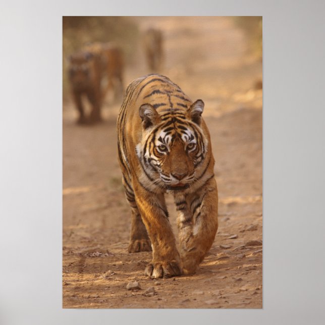 Kungliga Bengaliska Tigrar på spåret, Ranthambhor Poster (Framsidan)