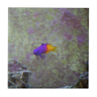 Kungliga Gramma Kakelplatta