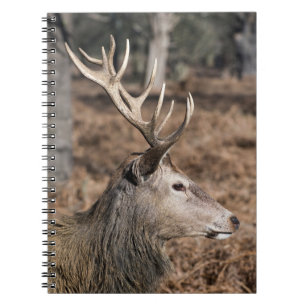 Kungliga hjortar i Richmond Park, London, Storbrit Anteckningsbok