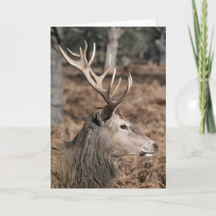 Kungliga hjortar i Richmond Park, London, Storbrit Kort